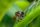 insect