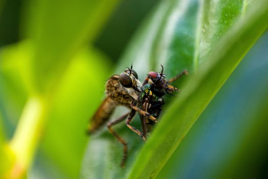 Macro shot of a robber fly capturing a fly on a vibrant green leaf.