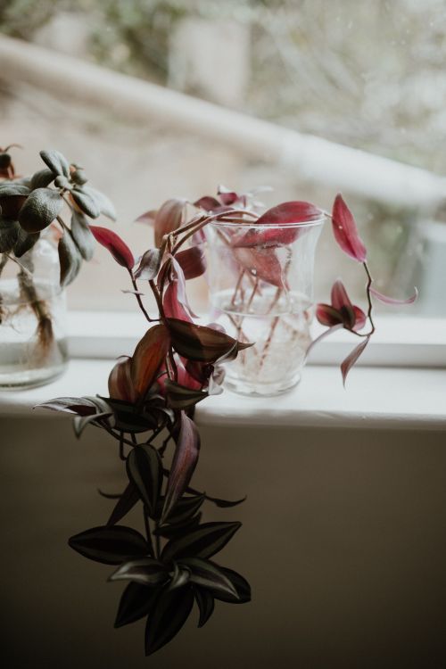 Free Charming glass vase with red foliage plant on sunny windowsill Stock Photo