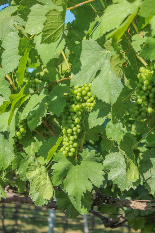 Green Round Fruits on Green Leaves