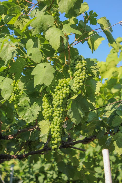 Free Green Grape Fruits on the Tree Stock Photo