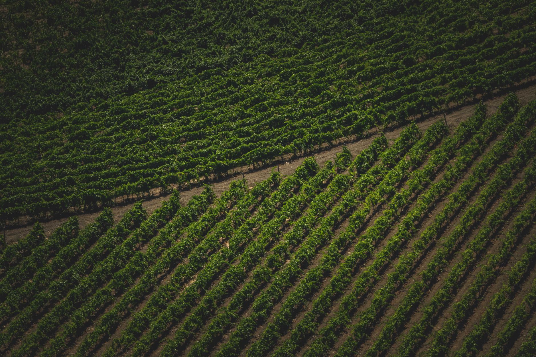 Natural vs. Organic Wine: What's the Difference, and What to Buy in Bangkok