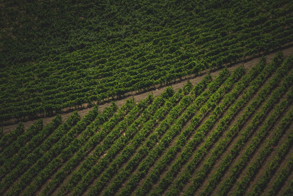 The 10 Best Wineries Near Ottawa