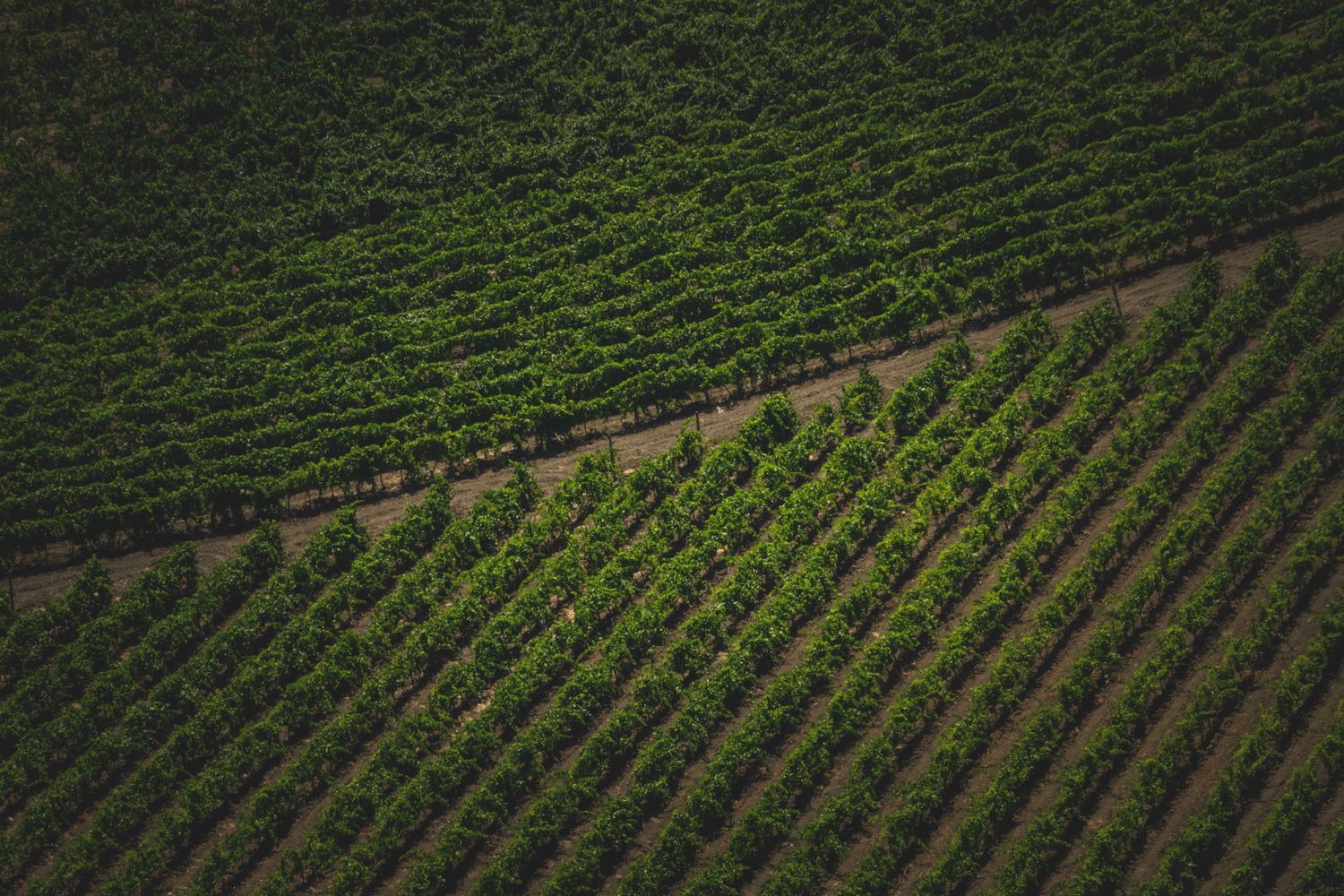 Vineyard Rows Photos, Download The BEST Free Vineyard Rows Stock Photos ...