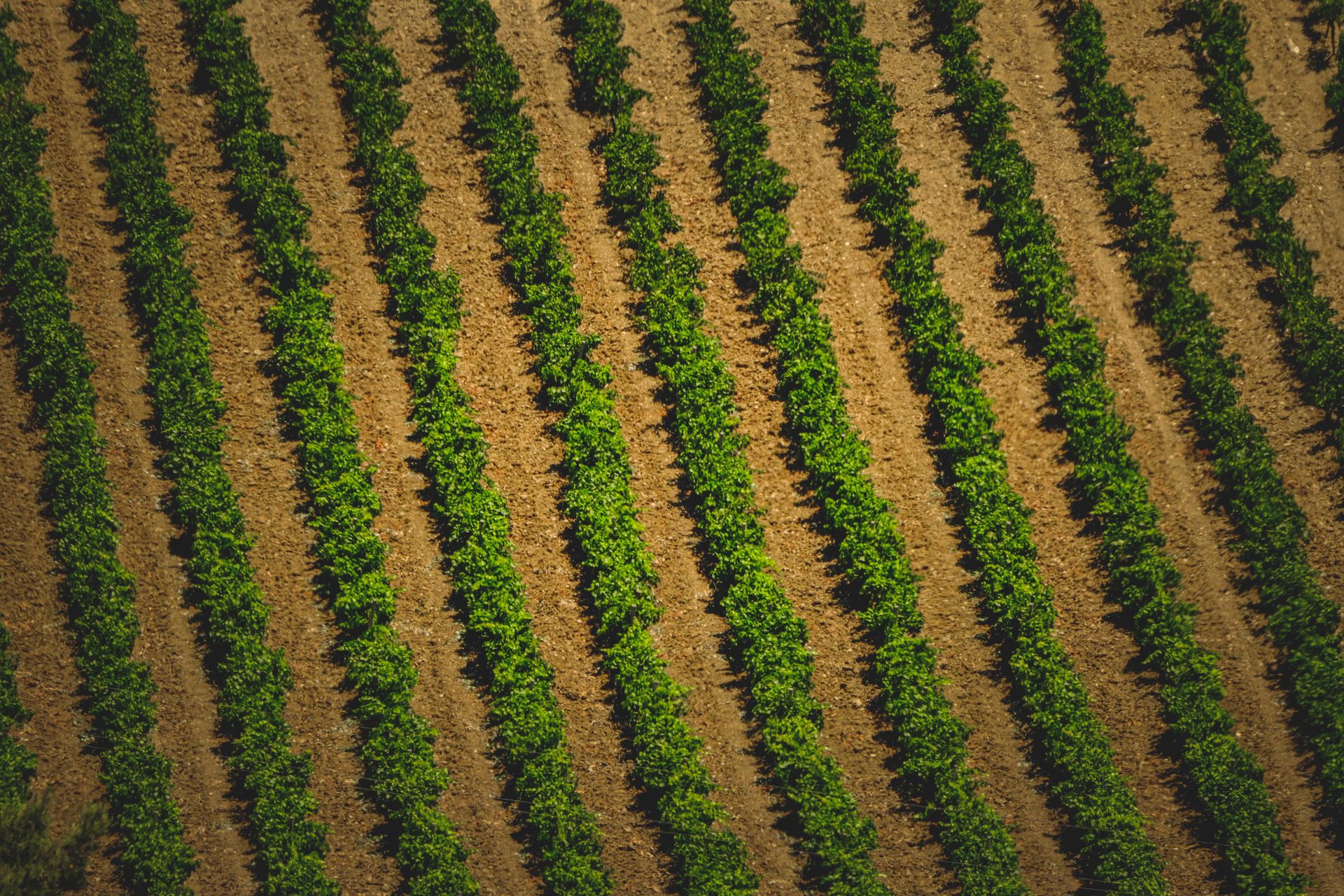 Aerial perspective of vibrant green crops planted in neat rows on farmland.