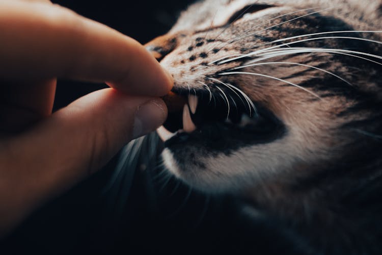 Close-Up Shot Of A Person Feeding A Tabby Cat