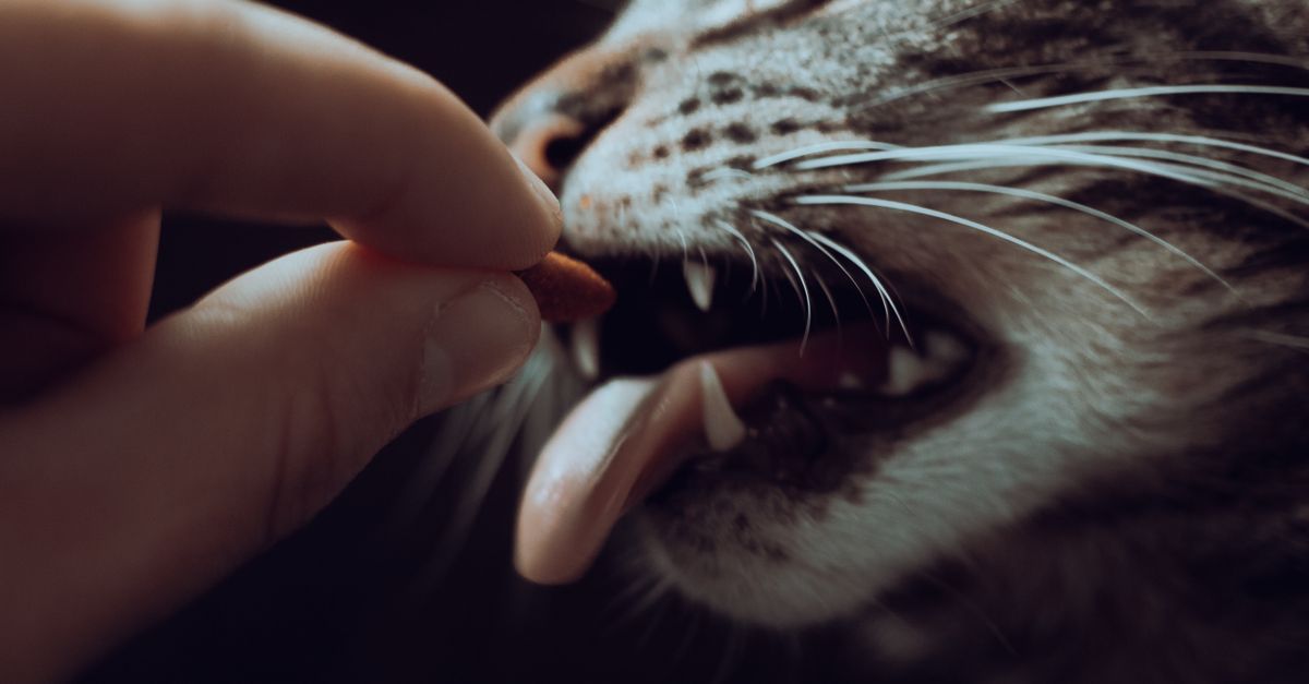 Melhores Petiscos para Gatos: Quais Dar e Como Escolher com Segurança