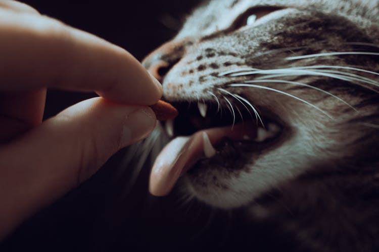 Close-Up Shot Of A Person Feeding A Tabby Cat