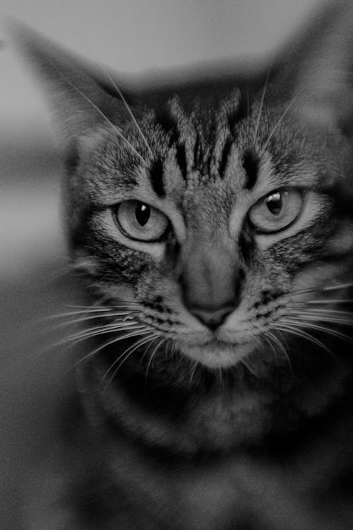 Grayscale Photo of a Tabby Cat