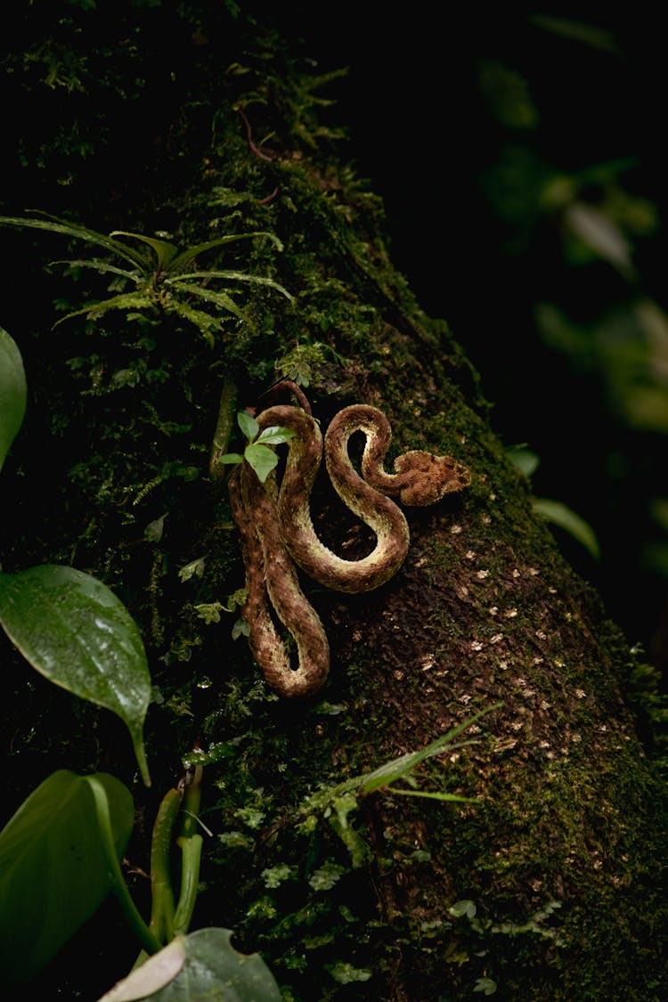 A Snake On A Tree 