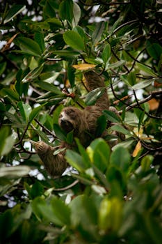 Brown-throated sloth relaxing in lush green leaves in Bocas del Toro, Panama.