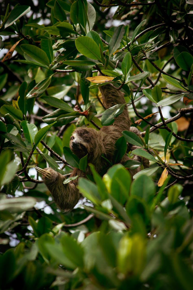 Brown Sloth On The Tree