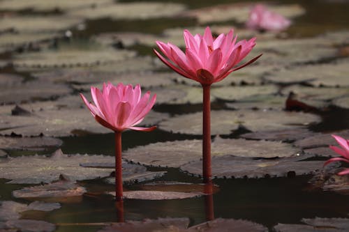 ฟรี คลังภาพถ่ายฟรี ของ กำลังบาน, ดอกไม้สีชมพู, ทะเลสาป คลังภาพถ่าย