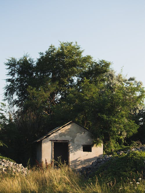 Photos gratuites de abandonné, arbre, chez-soi