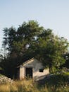 Green Tree Beside Brown Wooden House