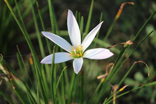 Close-up of a white flower, showcasing delicate petals against green grass.