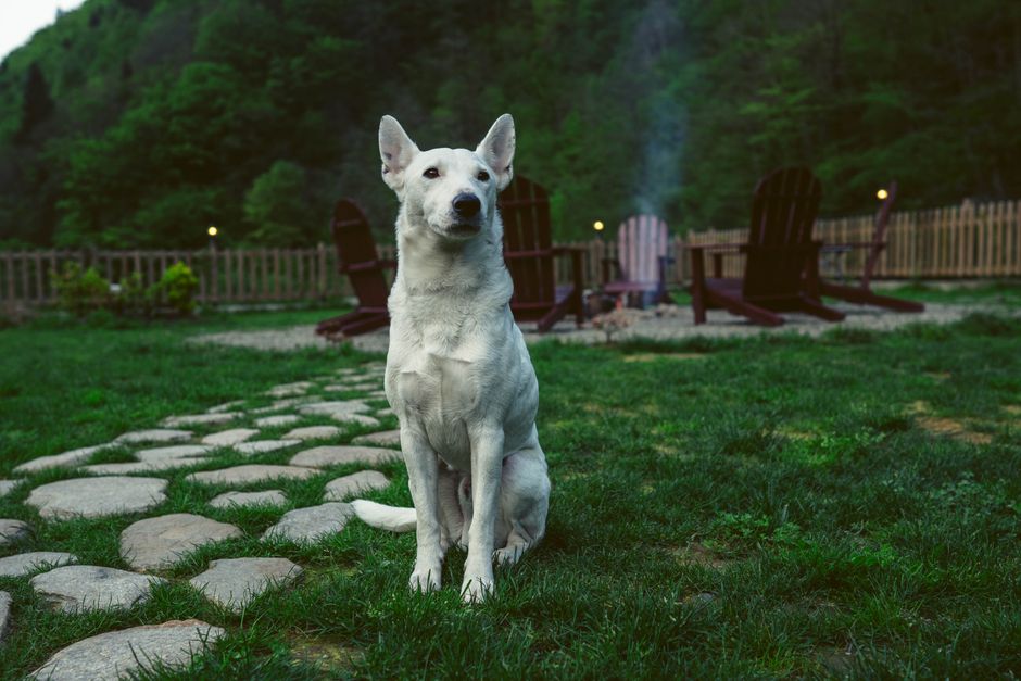pet-friendly outdoor sanctuary ideas