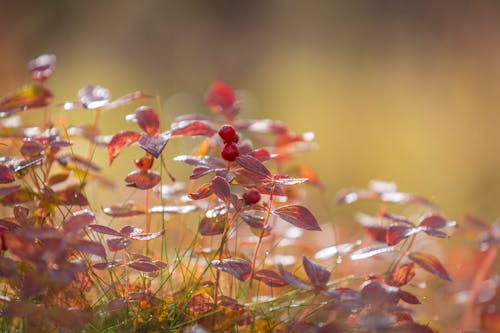 Close-Up Shot of Purple Leaves 