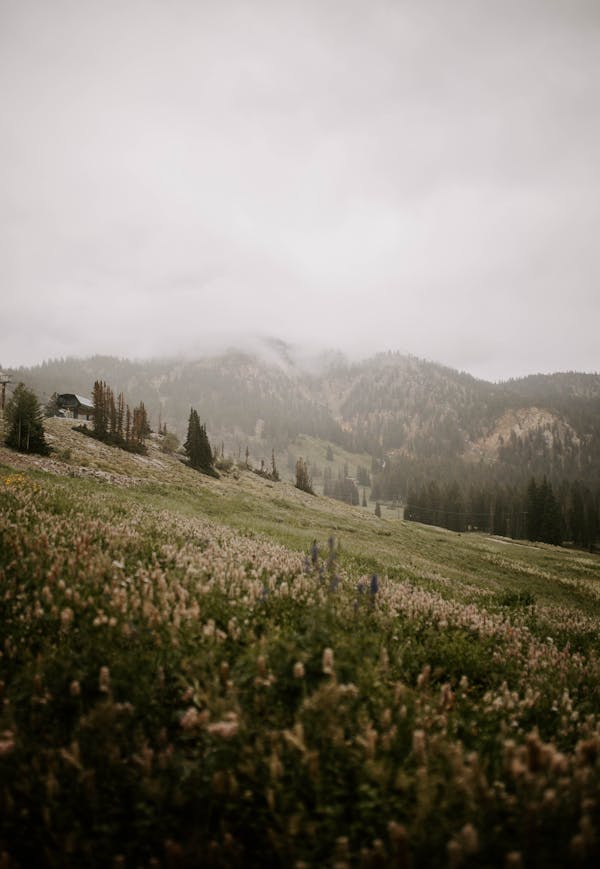 Green Grass Field