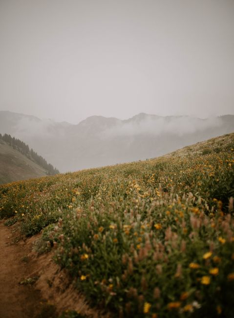 Foggy morning in a scenic mountain meadow with wildflowers in Alta, Utah.