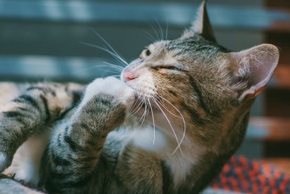 Gentle Grooming: The Ritual of Affection (image credits: pexels)