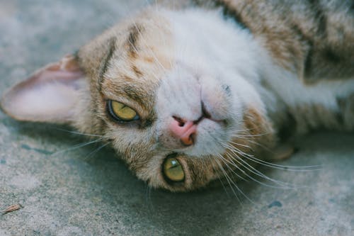 Tampilan Jarak Dekat Dari Kucing Coklat Yang Berbaring Di Perkerasan Kelabu