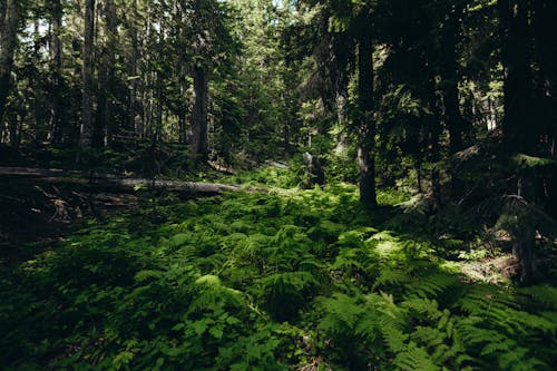 Green Plants and Trees in the Forest