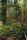 beautiful forest