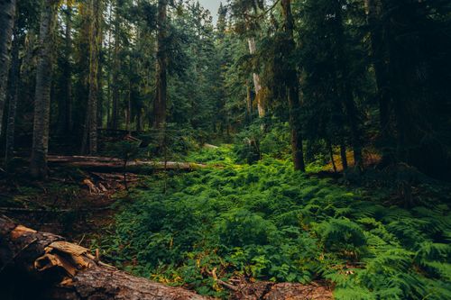 Free Explore the tranquility of a lush green forest with dense underbrush and towering trees. Stock Photo