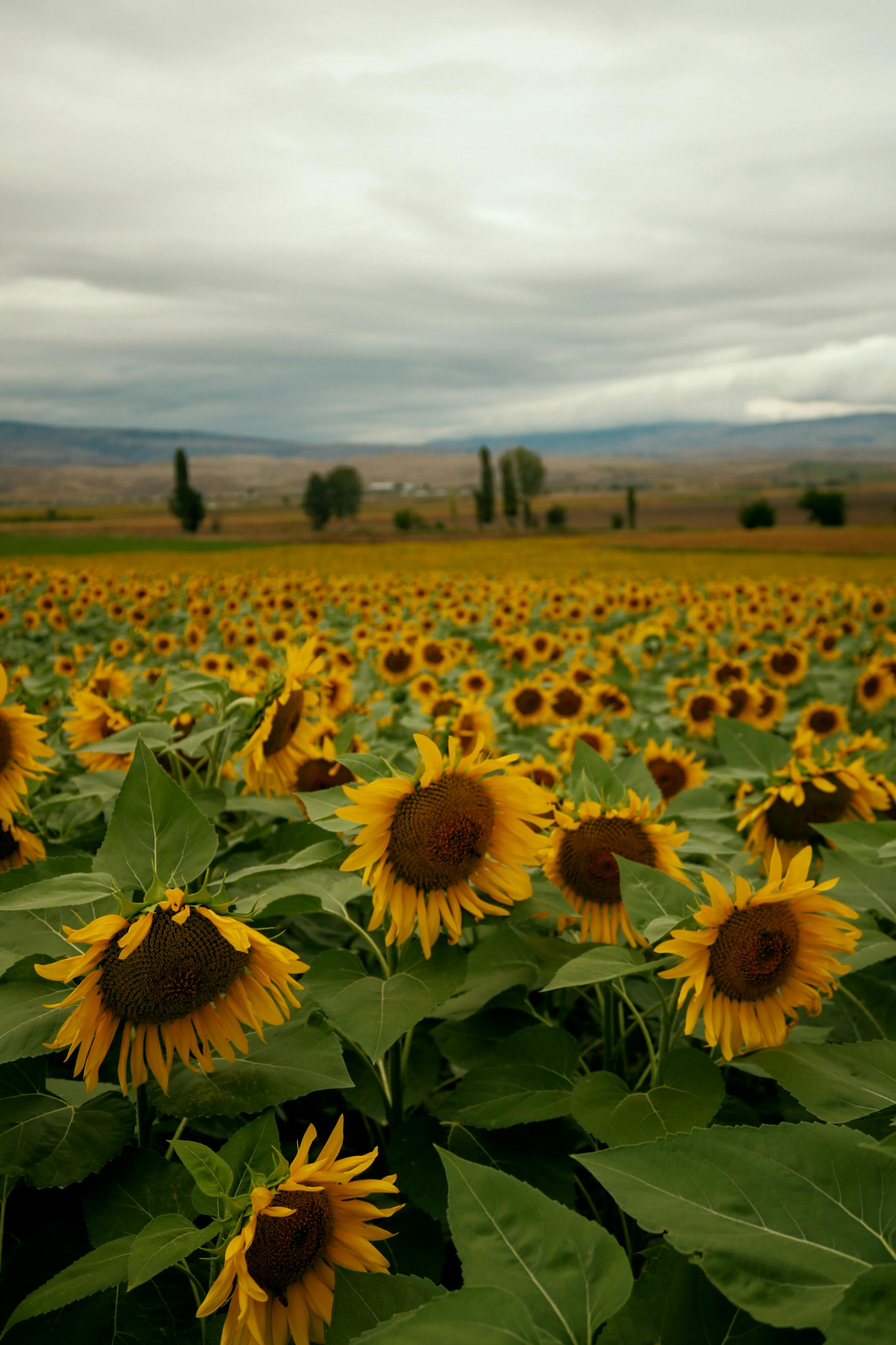 Vibrant sunflower field stretching towards a cloudy horizon, captured on a summer day.