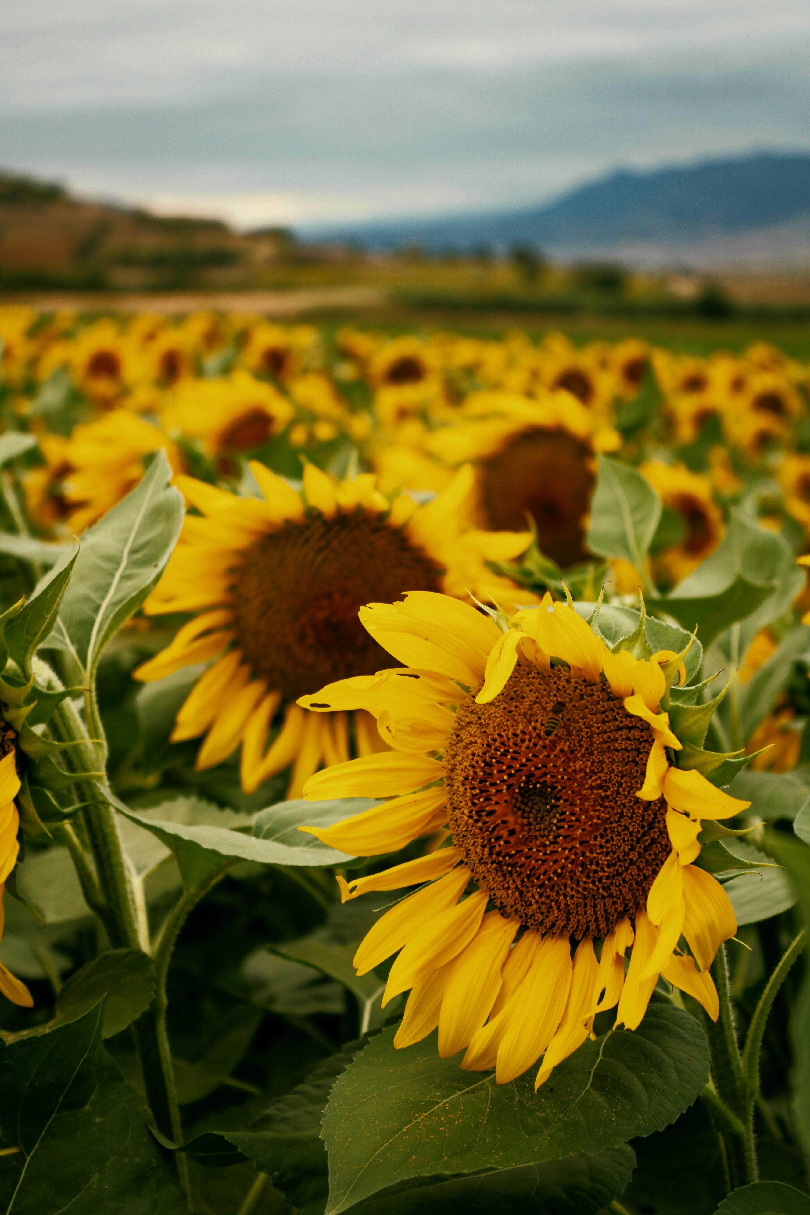 A captivating view of a sunflower field in full bloom, perfect for nature enthusiasts.