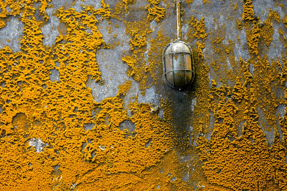 Detailed view of a textured wall with moss and a metallic lamp in Matale, Sri Lanka.
