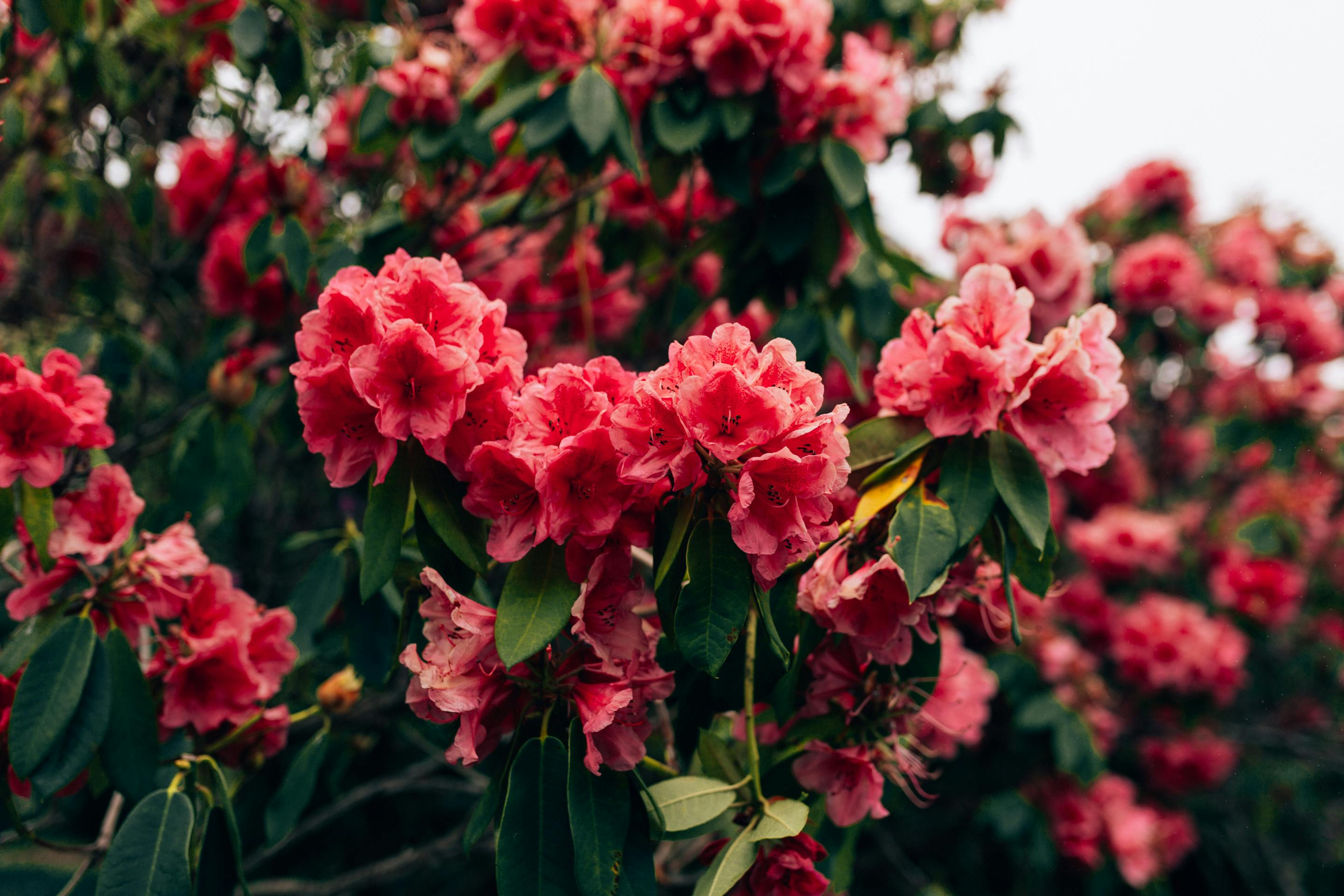 Close-up of vivid pink rhododendrons in full bloom, captured in the spring season.