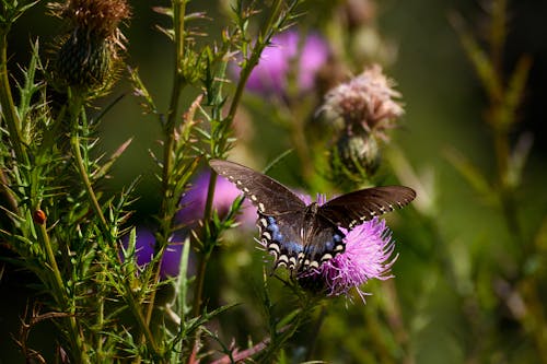 Close-Up Shot of a Black Butterfly Perched on a Purple Flower