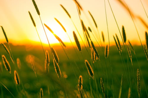 Wheat Grains during Sunset