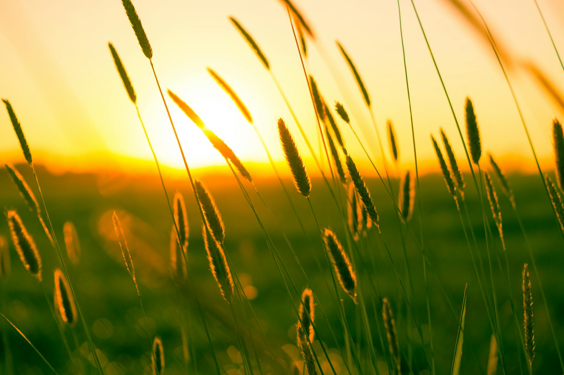 Sunset illuminating tall grass in a serene summer field.