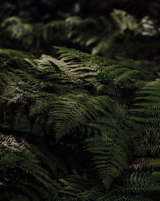 Captivating close-up of lush green fern leaves, showcasing natural beauty and detailed texture.