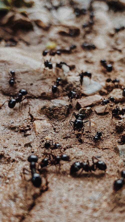 Free Black Ants on Brown Soil Stock Photo
