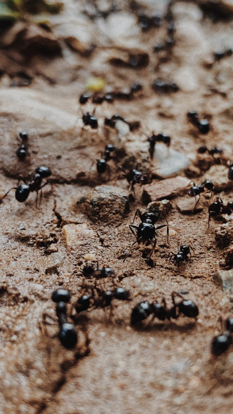 Black Ants On Brown Soil