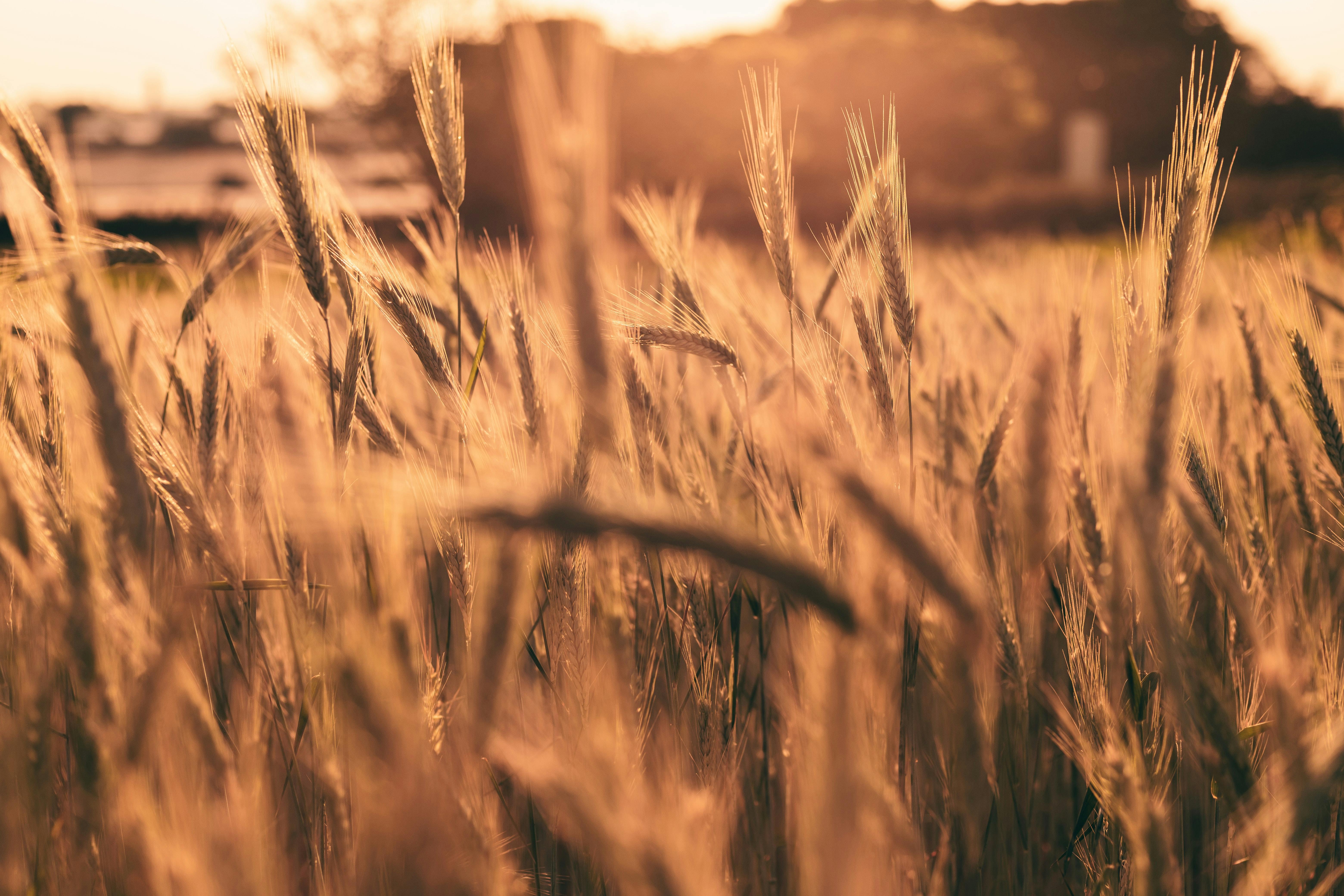 USDA Launches Lender Lens Dashboard to Promote Data Transparency — Photo by Lucas Santos on Pexels