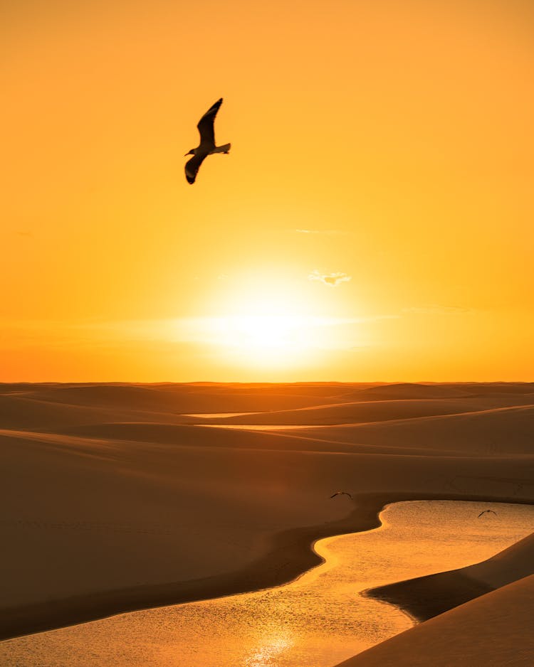 Bird Flying Over The Beach During Sunset