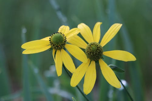 Gratis lagerfoto af blomsterfotografering, gule blomster, natur