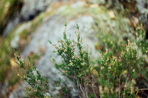 Close-up Photo of Leaves