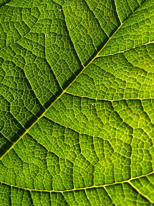 Close Up Shot of a Green Leaf