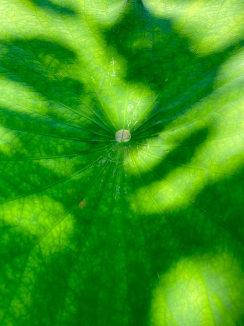 Green Leaf in Close Up Shot