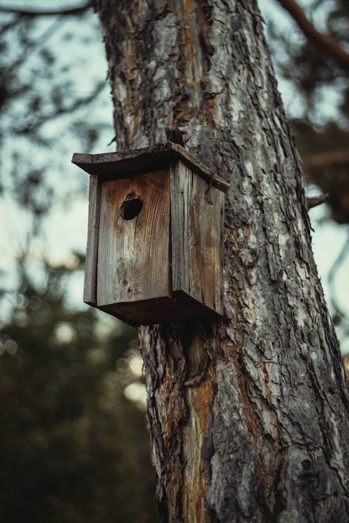 5 Most Beautiful Birds Of Pennsylvania 4 Birds of Pennsylvania