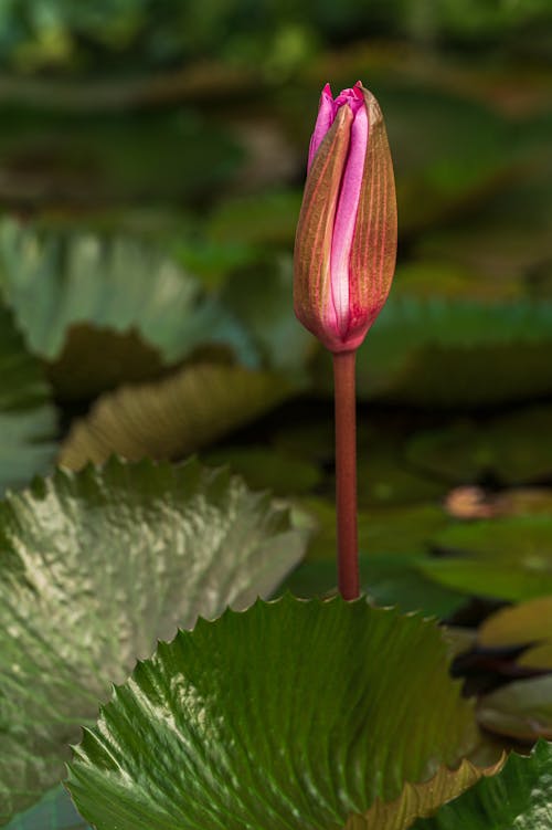 Free Pink Flower Bud on the Pond Stock Photo