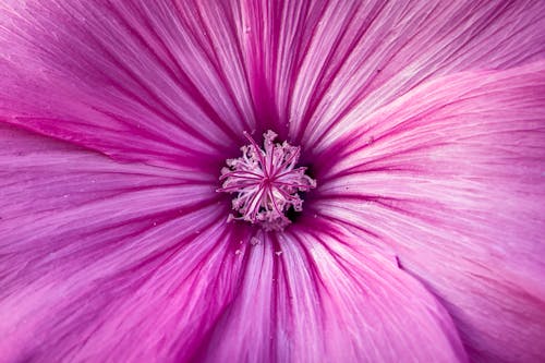 Ücretsiz bitki örtüsü, Çiçek açmak, dişi organ içeren Ücretsiz stok fotoğraf Stok Fotoğraflar