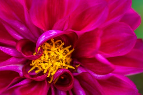 Ilmainen kuvapankkikuva tunnisteilla kukka-valokuvaus, lähikuva, pinkki kukka Kuvapankkikuva