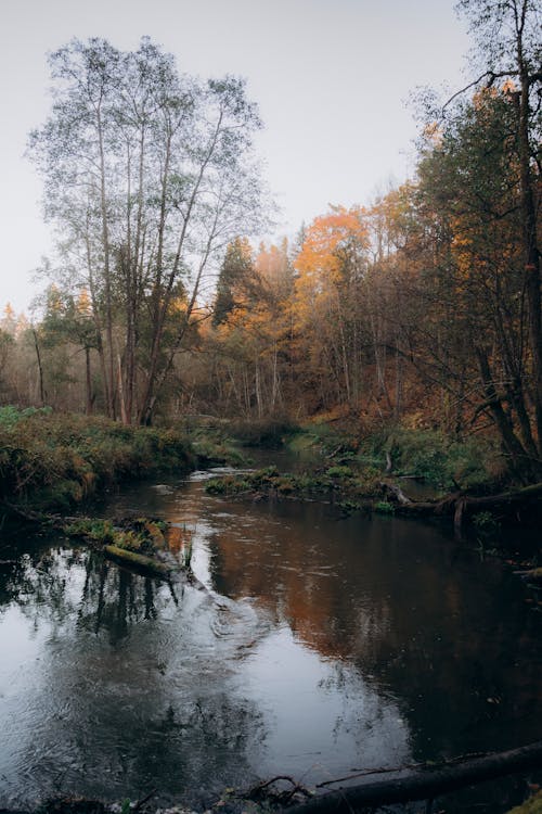 Immagine gratuita di alberi, fiume, fotografia della natura